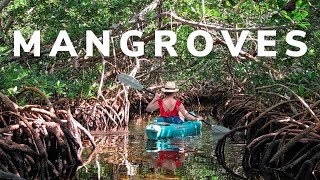 Kayaking Key West MANGROVES!