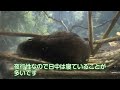 週刊マリンピア通信　＃13 カワウソのおうちのお話