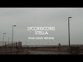 Lycoriscoris - Stella (Ryan Davis Rethink)
