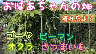 【27】晴れたよ！おばあちゃんの畑  ゴーヤ  オクラ  ピーマン  さつまいも  畑（家庭菜園）日記 7月