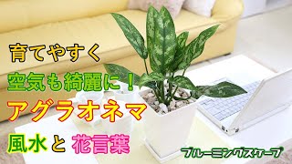 空気を綺麗にするといわれている観葉植物のアグラオネマの風水と花言葉 【ブルーミングスケープ】 Aglaonema