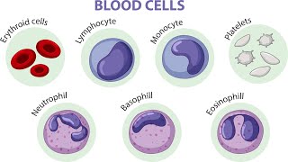 (9th Science TN)Connective tissue/இணைப்பு திசு