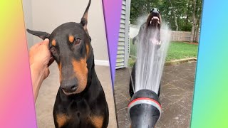 Very Smart Doberman - The dog of my Dreams š§ - Best Of The 2021 Funny Doberman Vines š #1