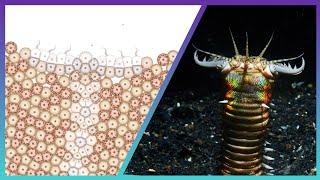 Silent Ambush: The Shocking Tactics Of The Bobbit Worm - Cell Lab