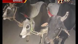 Illegal trade of oxen at Nepal-India cross-borders - Kapilvastu