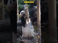 香果的嘴巴没想到这么大，一口吃这么多 #pandacub #animals #giantpanda #cute #pandachina #funny #cutepanda #zoo #パンダちゃん