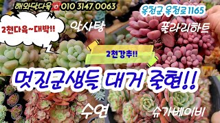 옥천해와달다육 2천군생대박!! 멋진군생 대거출현!! 연희금 수연 먼로철화등