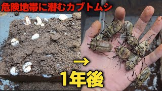 マフ○アの領土に潜むと言われる入荷が絶望的なカブトムシが羽化するまでまとめてみた