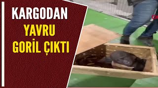 KARGODAN YAVRU GORİL ÇIKTI