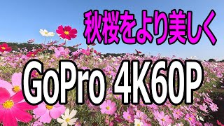 秋桜をより美しく・GoPro 4K60Pで撮ってみた。ただただ美しい・・・