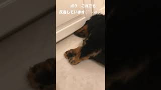 怒られると思って隠れる...からの反省する犬【ダックスフンド】 #shorts