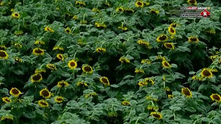 DRONE12: 125-acre sunflower field