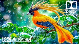 Tranquil Forest Birds 8K 🐦 Musique relaxante mélangée au calme de la nature