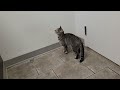 Twiggy underweight cat with broken tail pacing at the vet