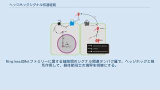 ヘッジホッグシグナル伝達経路