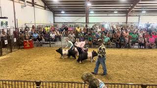 2024 Greene County Fair Crossbred Market Gilt Final Drive (Judged by Ryan Rash)