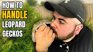 How to HANDLE/TAME your LEOPARD GECKO!