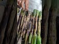 LOCAL Philippines FOOD TUPIG | Roasted BAKE RICE in Banana leaves#shorts #food