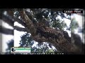 hungry leopard at the yala national park. hunting gone wrong caught on camera