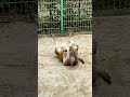 1分でめぐる海の中道海浜公園のフラワーミュージアム🌸桜や🌼ネモフィラと🦘愉快な動物達　 shorts