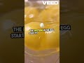 How Heat Turns Eggs Into Solid!