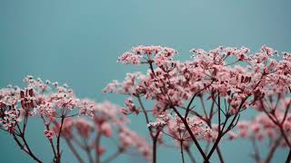 Cultivating Deep Compassion - Guided Meditation - 1 Ajahn Achalo