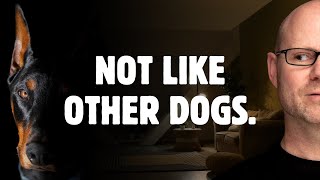 The One Doberman Trait That No Other Dog Has