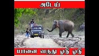 அடேய் யானை வருது ஓடு ஓடு || Elephant attack