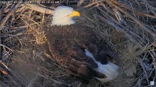 Captiva Eagle Cam - Connie \u0026 Clive 23.12.2024 08:23