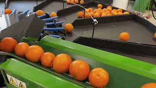 Orange sorting machine - Green Sort