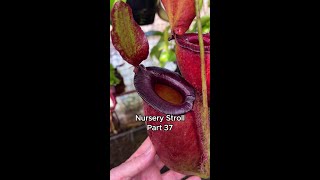 Nursery Stroll – Part 37