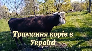 Вигнали корів в череду. Скількі їх залишилось в селі?