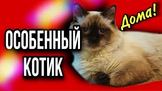 Особенный котик Марсик теперь москвич! ВСТРЕЧА С ХОЗЯЙКОЙ