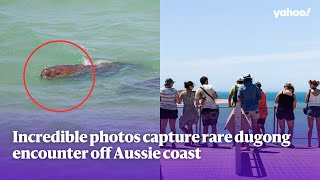 Incredible photos capture rare dugong encounter off Aussie coast | Yahoo Australia