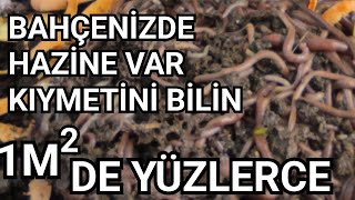 Bahçelerdeki Hazine Hem de Yüzlerce