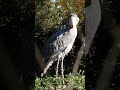 鳥インフルエンザ流行前のサーナ　ハシビロコウ　上野動物園