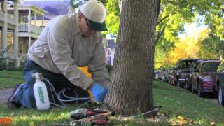 Tree Trunk Injection | Arborjet | Lawn Plus LLC