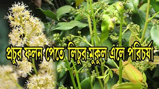 লিচু গাছের পরিচর্যা! মাএ দুইটি পরিচর্যাতেই গাছে ধরবে অনেক লিচু! লিচুর মুকুল আসা থেকে ফলে পরিণত হওয়া