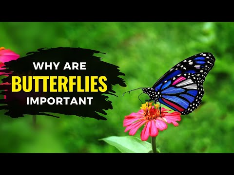 What does butterfly do with the flower?