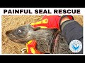 Painful Seal Rescue