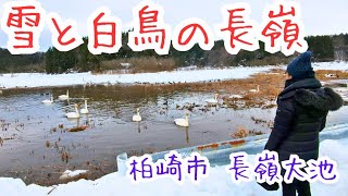 柏崎市【雪と白鳥の共演】 雪の長嶺大池(新潟県) ミツコがゆく