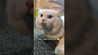 This cat has Blockage Due to Hairballs #shorts #short #cat #youtubeshort