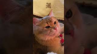 【麻蛋和丑丑】过年了，请大家吃烤猫猫 #猫咪 #萌宠闹新春