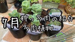 7月の狩っ多肉紹介　多肉植物