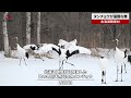 【速報】タンチョウが優雅な舞 北海道鶴居村