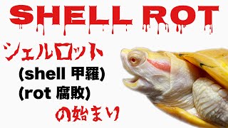 【亀の病気】ミシシッピアカミミガメに異変！？今の状態をチェックします。【アルビノミドリガメ】