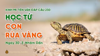 Học từ con rùa vàng | Kinh Mi Tiên Vấn Đáp câu 230 | Thầy Thích Trúc Thái Minh