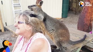 Rescue Wallaby Loves To Drive His Parents Nuts - LUCKY  | The Dodo