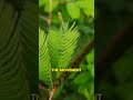 the plant that moves when you touch it 🙀 facts nature youtubeshorts