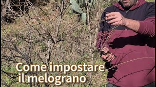 Come potare un giovane albero di melograno